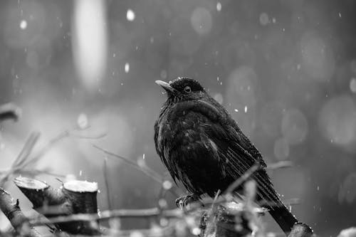 Black bird sitting on a branch in the rain