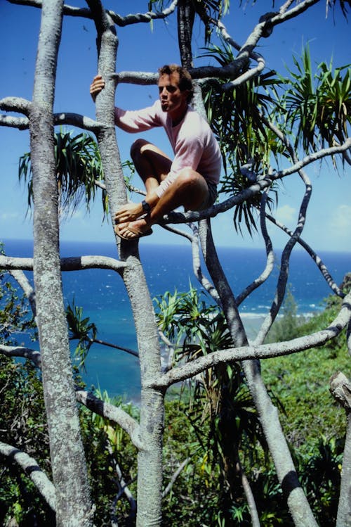 Man Climbing on a Tree in Sunlight 