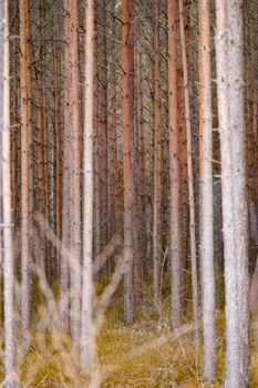 Vertical view of a tranquil forest with rows of tall pine trees in autumn