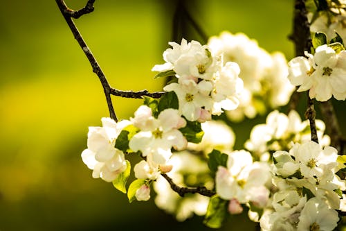 Безкоштовне стокове фото на тему «flkwer, весна, весна квітка»