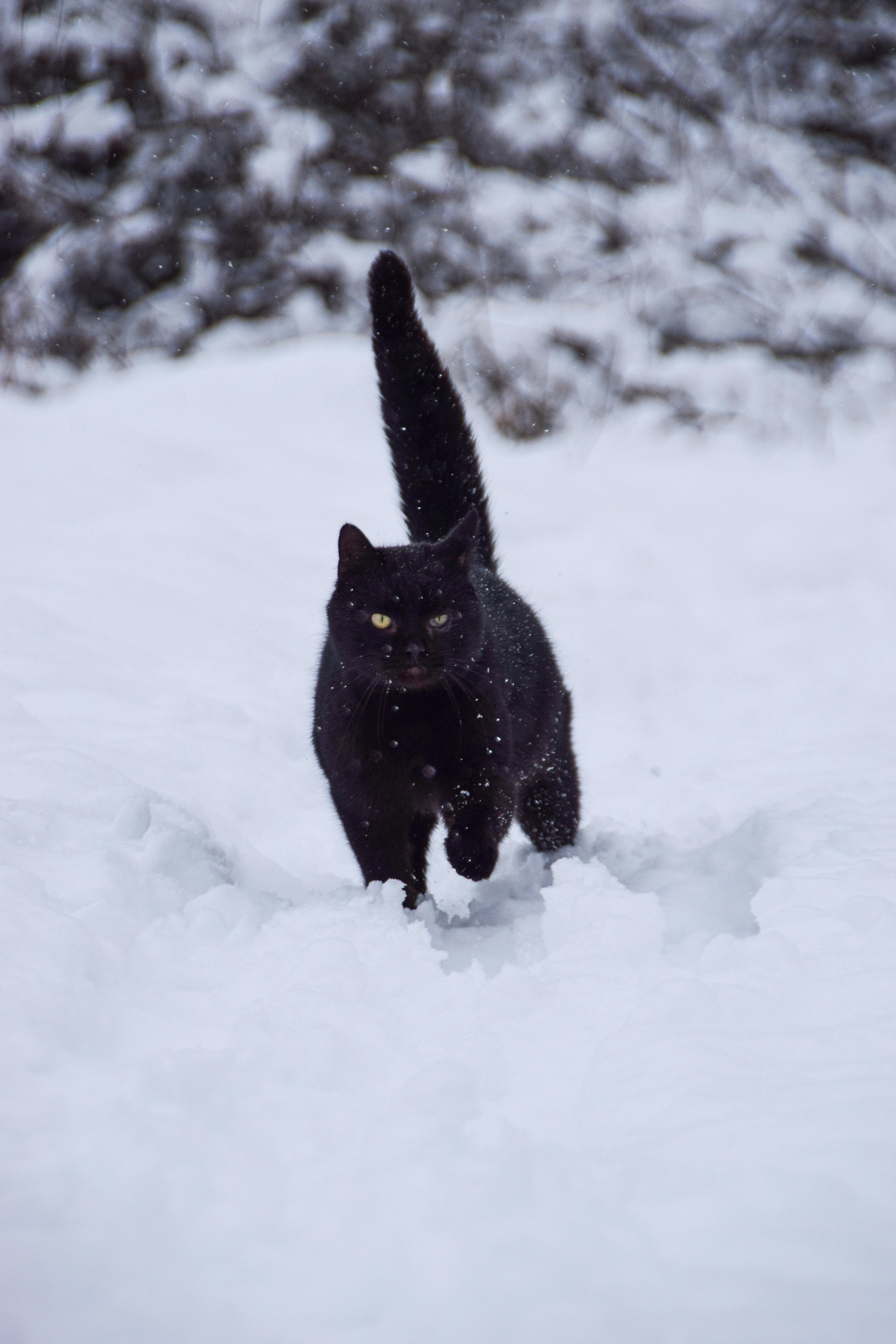 Free A black cat dashes through a snowy landscape, capturing playful winter vibes. Stock Photo