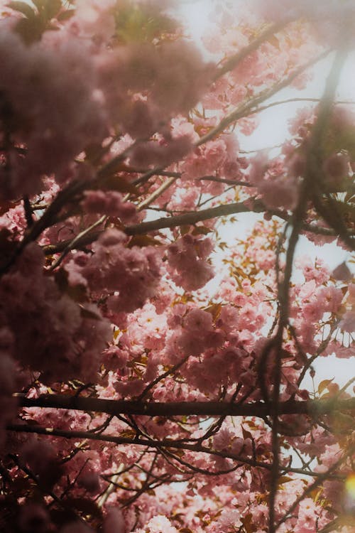 A photo of a pink cherry tree with the sun shining through it