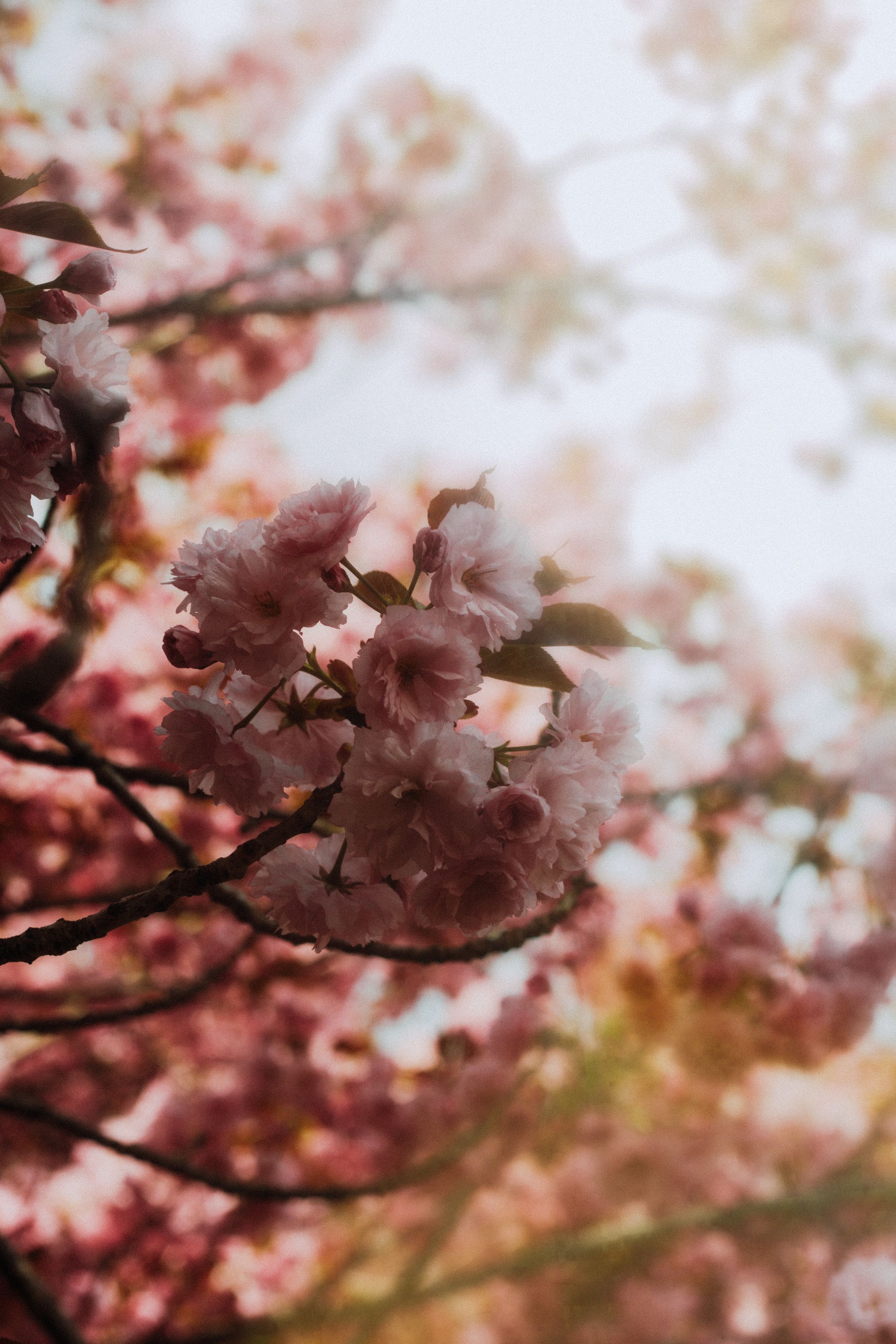A close up of a pink cherry blossom tree · Free Stock Photo