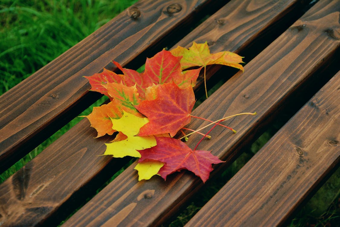 Maple Leaf on Top of Brown Wooden Bench