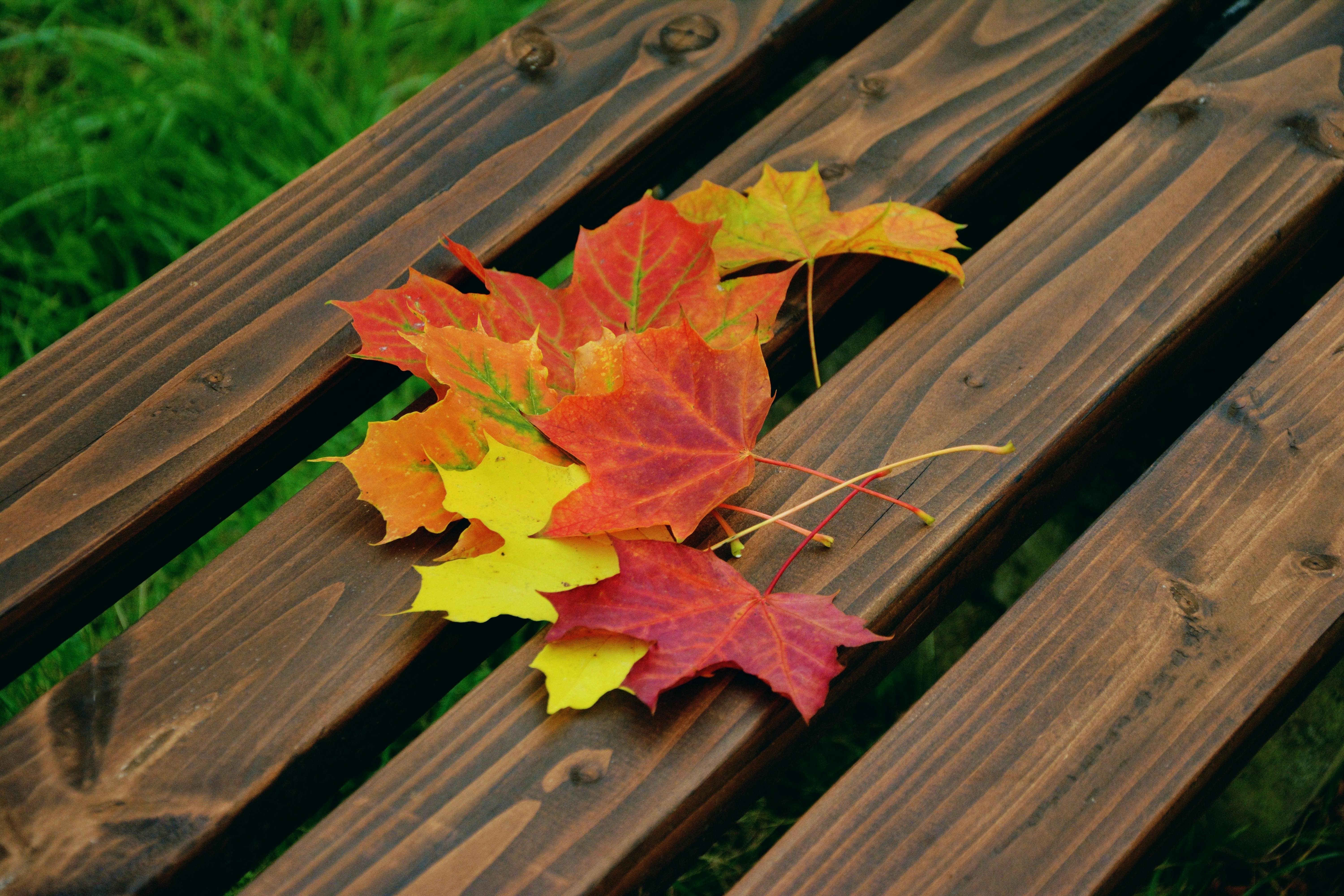 fall maple leafs