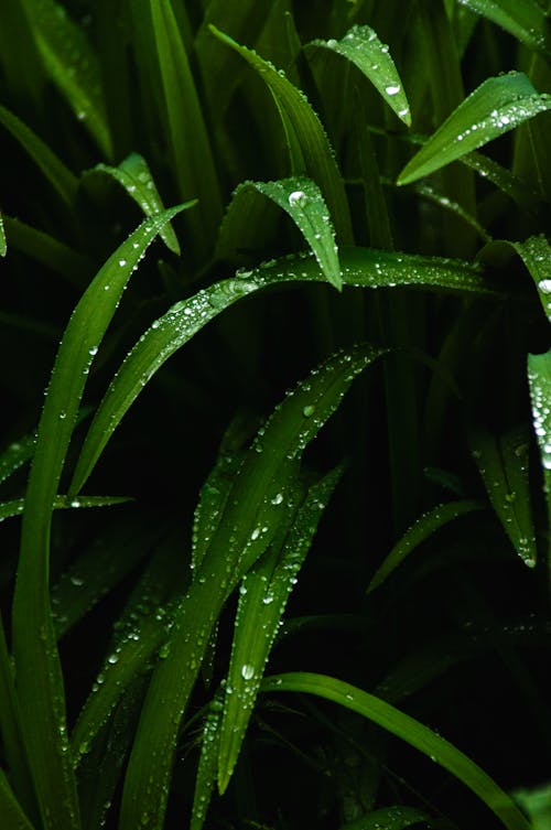 A close up of green grass with water droplets