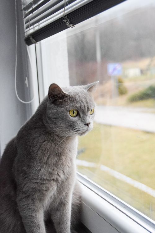 Free A cute gray cat sits quietly by a window, looking outside on a rainy day. Stock Photo