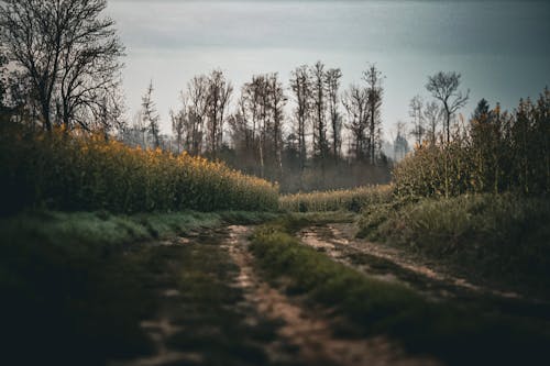 Безкоштовне стокове фото на тему «flkwer, влади в природі, зелений пейзаж»