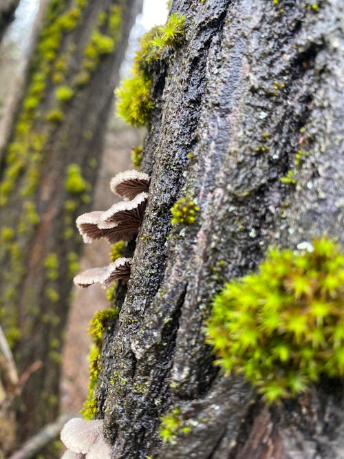 Little mushrooms