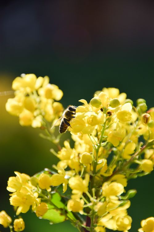 Free Close-up of a honeybee pollinating vibrant yellow flowers in a garden. Stock Photo