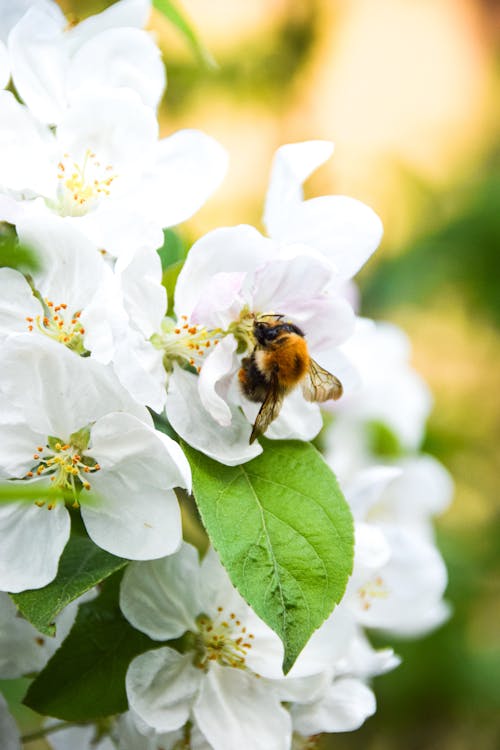 Imagine de stoc gratuită din albină, apple, arbore