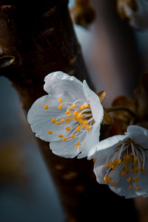 Free Delicate cherry blossoms with white petals and yellow stamens on a tree branch, signaling spring. Stock Photo