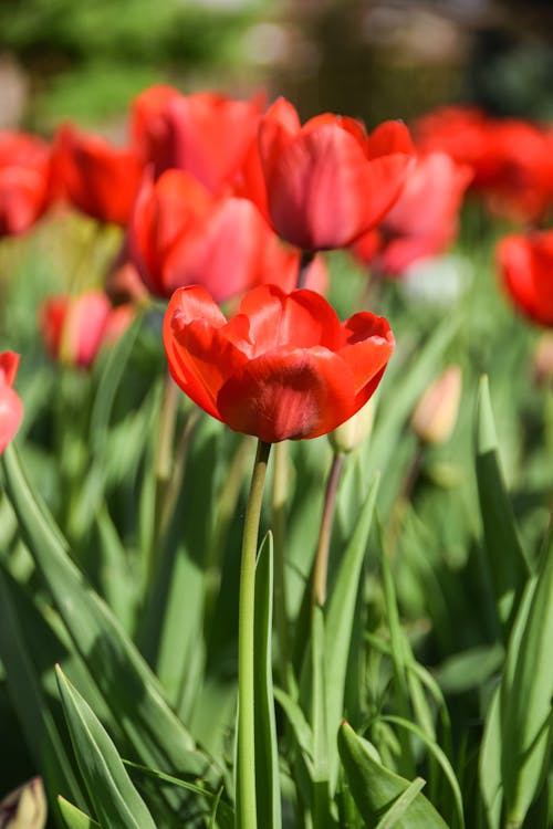 Red tulips