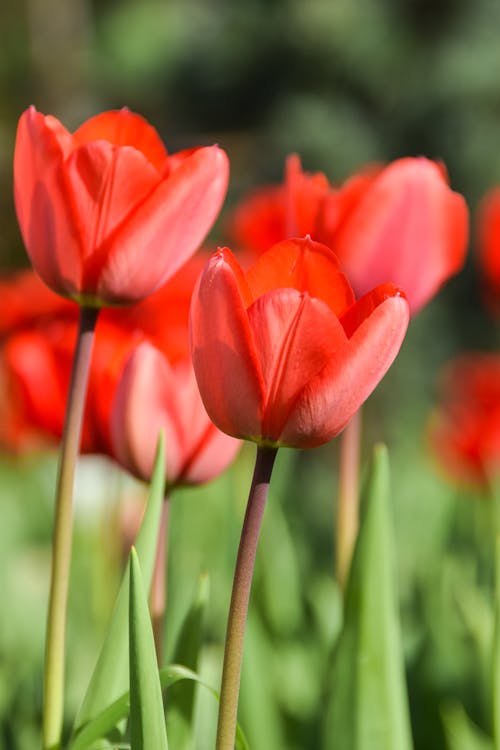 Red tulips