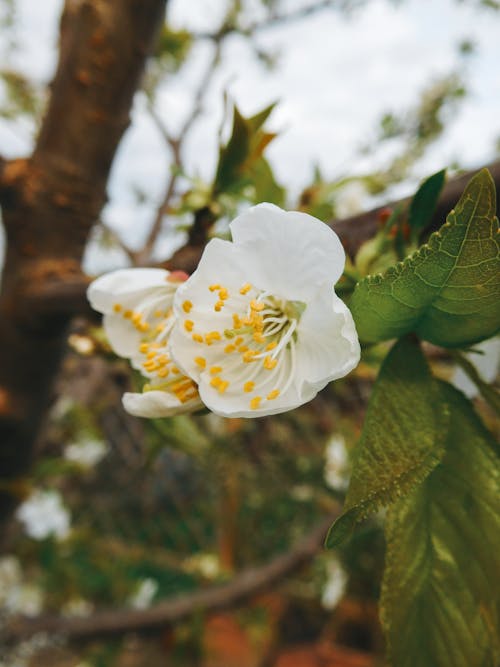 White flower