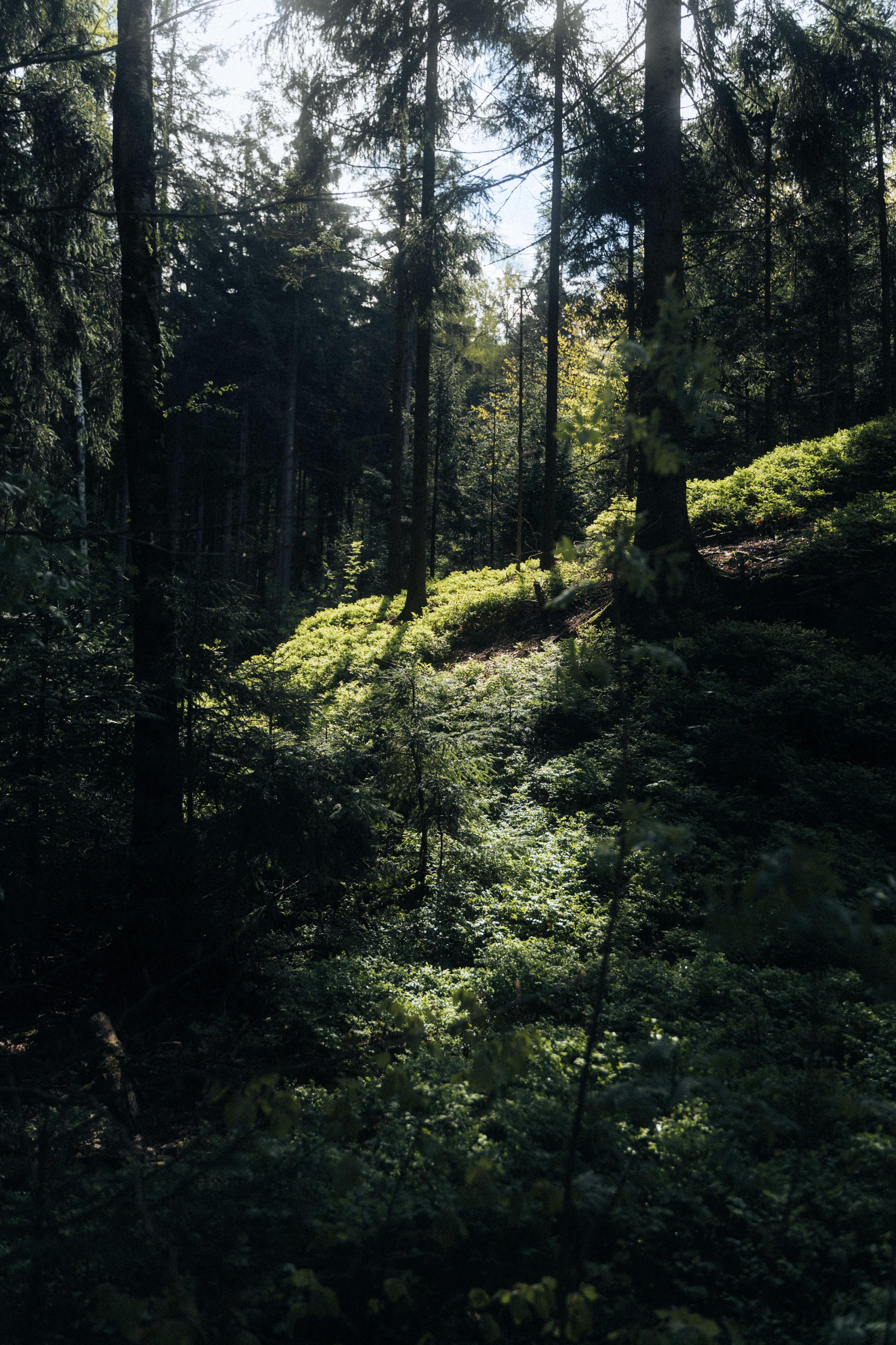 Sunlit forest capturing serene nature in Zittau, Germany with lush green foliage.