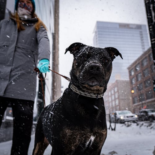 Gratis lagerfoto af hund, sne