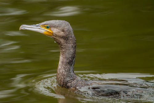 A bird with a yellow beak swimming in the water