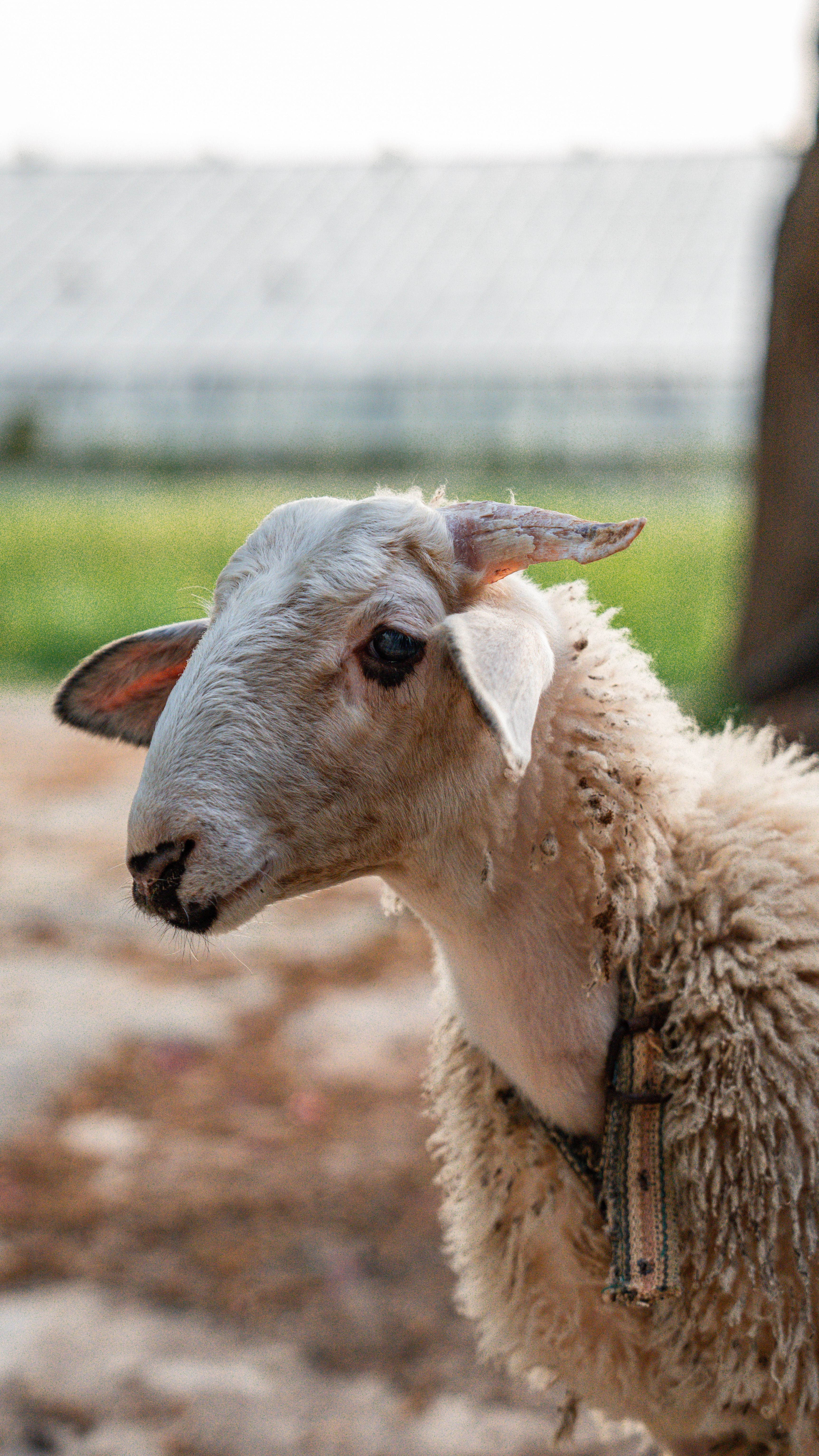 A serene sheep stands in a rural environment, showcasing gentle elegance.