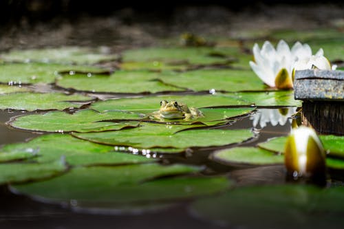 คลังภาพถ่ายฟรี ของ nnature, กลางแจ้ง, ดอกบัว