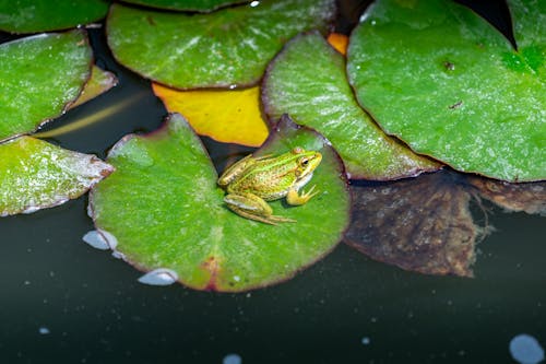 Photos gratuites de amphibien, bassin, eau