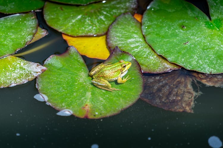 Frog On Water Lilies