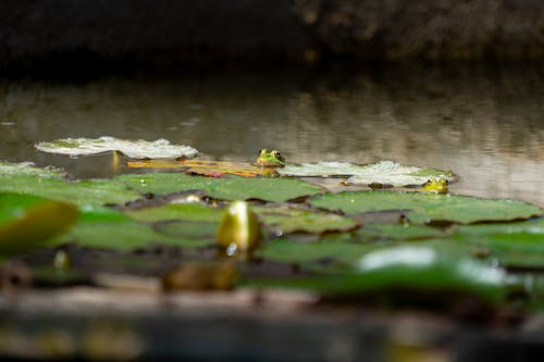 Photos gratuites de reptiles