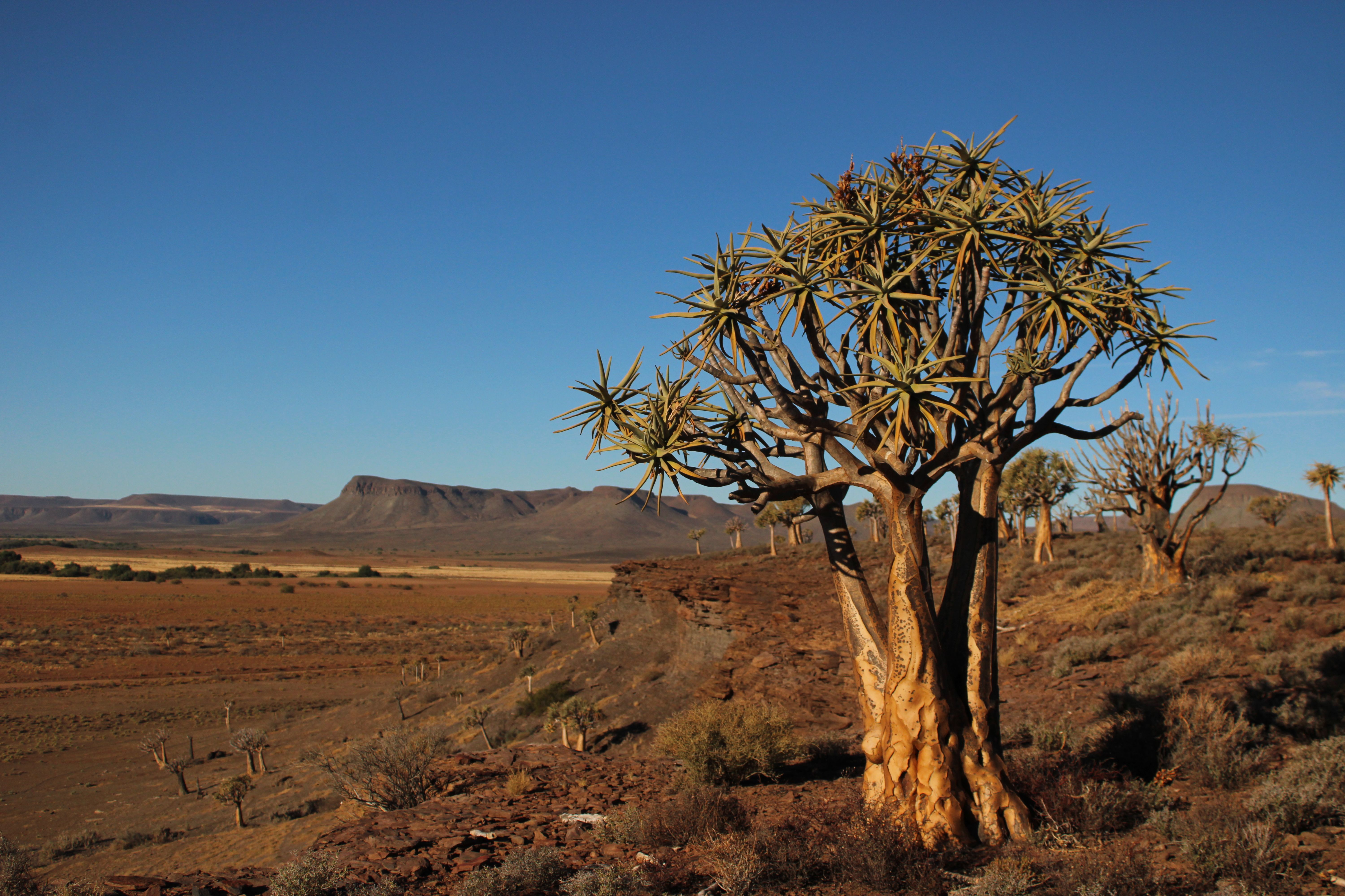 7 Day Yoga and Burnout Recovery Retreat in South Africa 1
