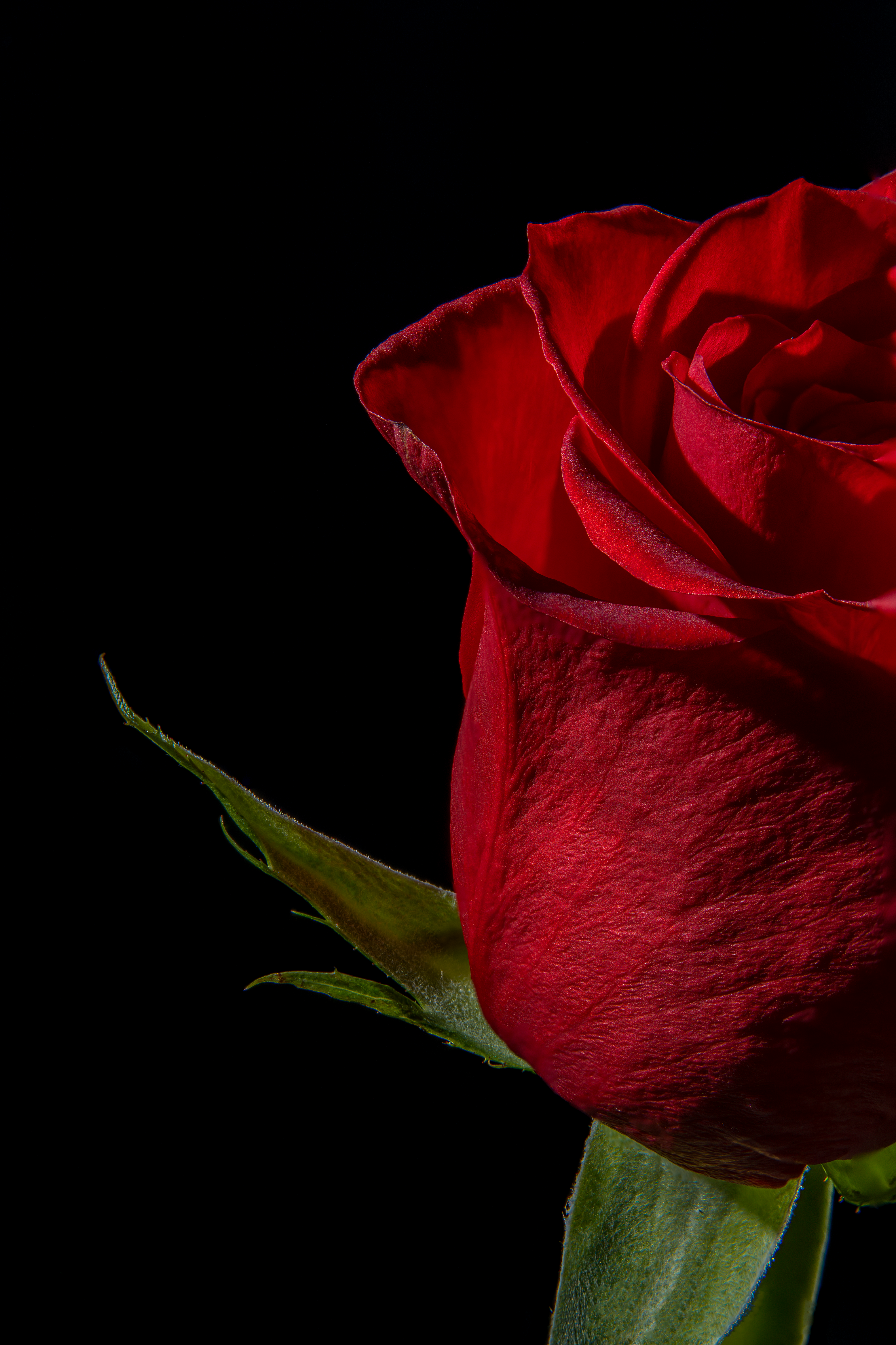 Rouge à lèvres rose dans un étui doré