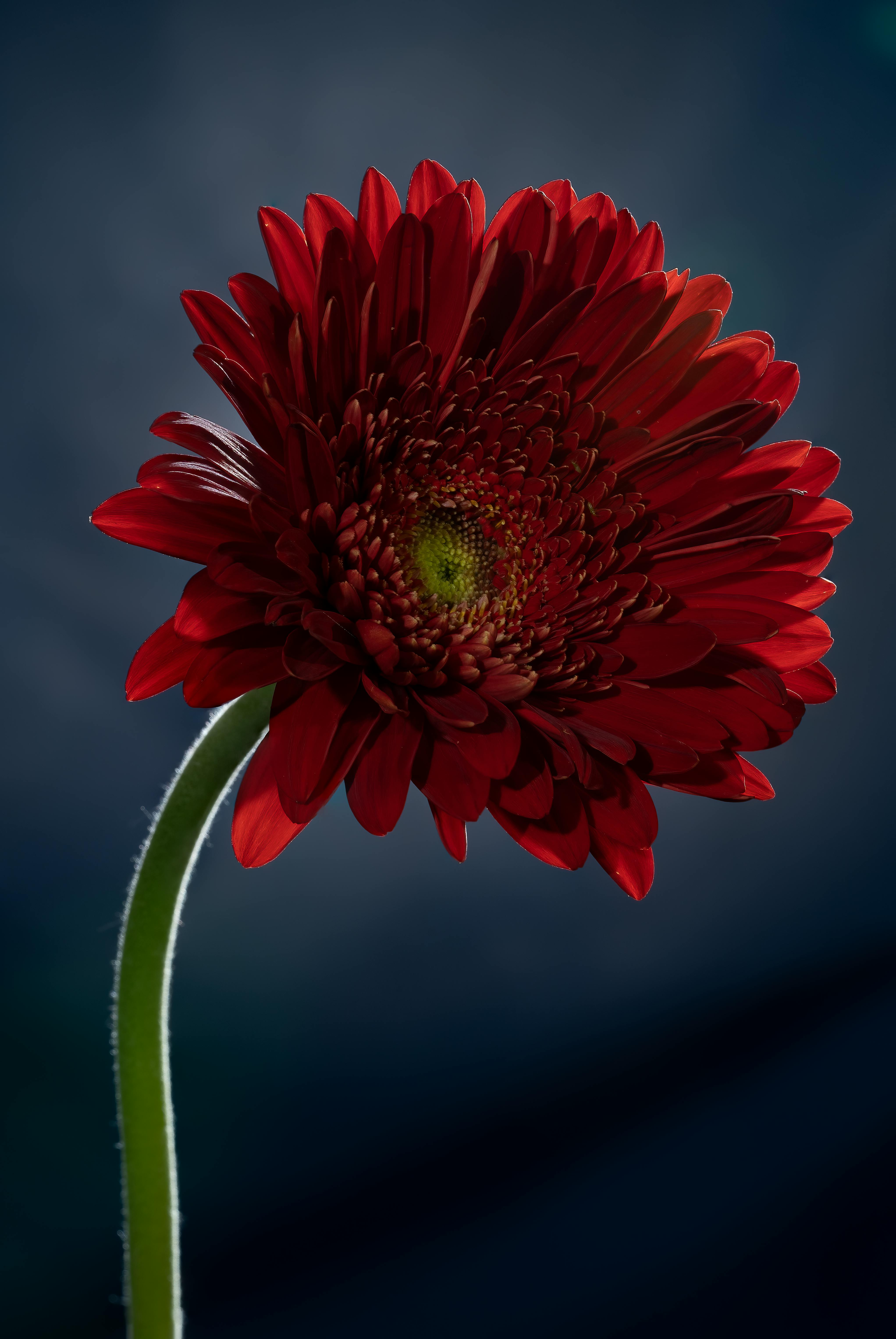 [ColoSach]-close-up-of-a-red-gerbera-flower-with-detailed-petals-against-a-dark,-abstract-backdrop.