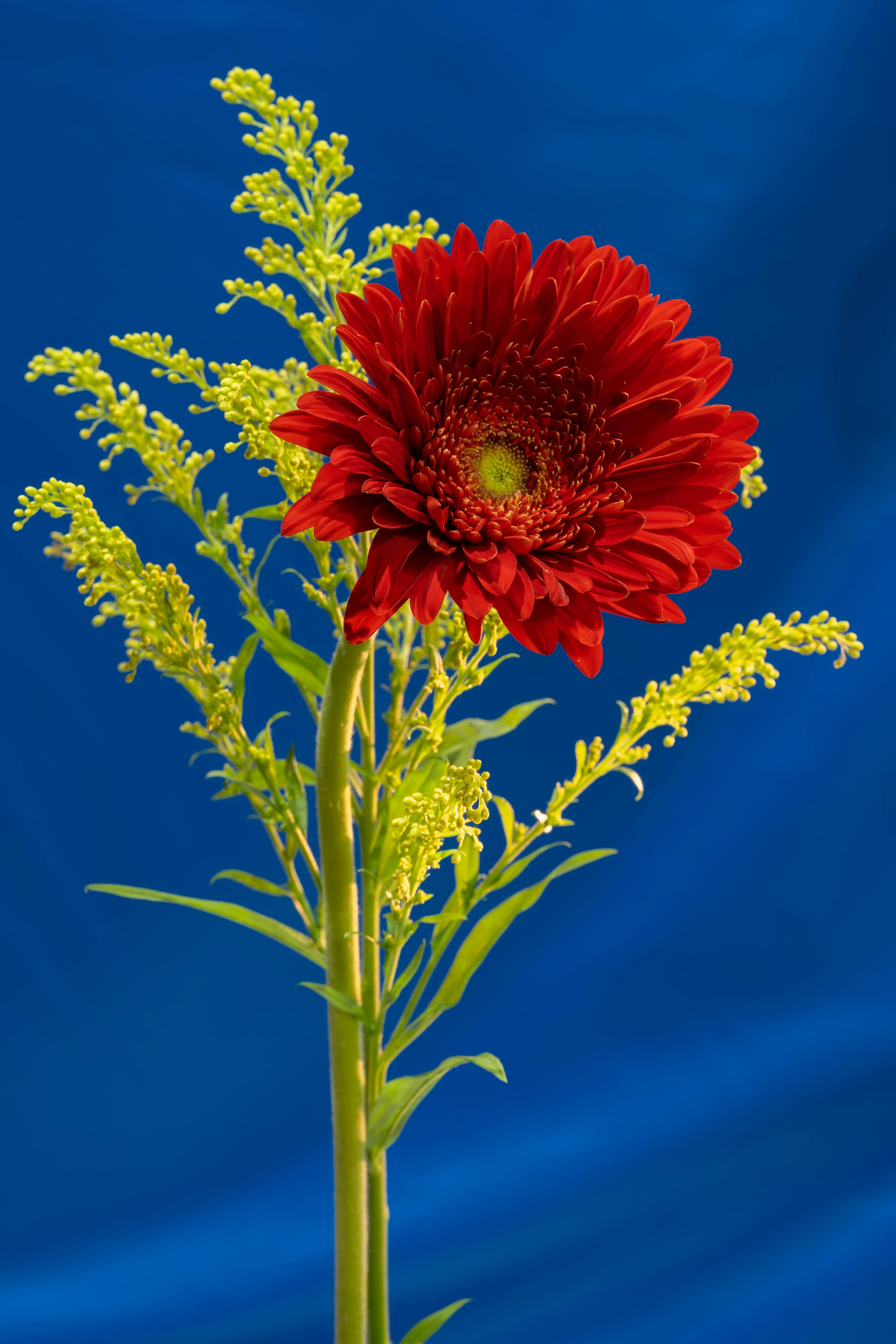 [ColoSach]-a-stunning-red-gerbera-daisy-against-a-blue-backdrop,-showcasing-vivid-colors-and-natural-beauty.
