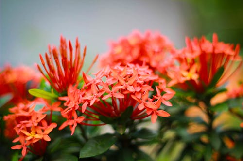 Foto profissional grátis de atraente, cor, flor vermelha