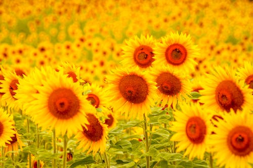 Fotos de stock gratuitas de campo de girasoles, flor, girasol