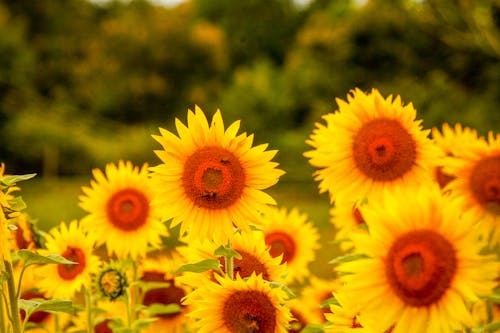 Foto profissional grátis de campo de girassol, flor, girassol