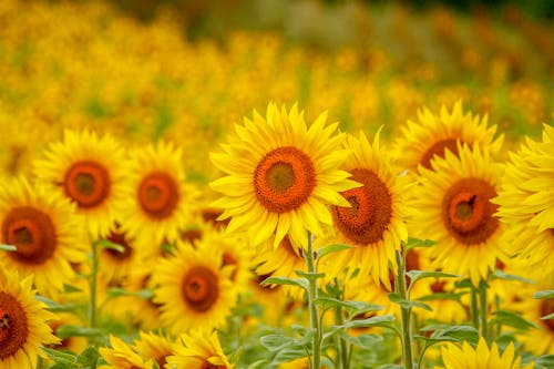 Girasol En Las Afueras De Gundulpet