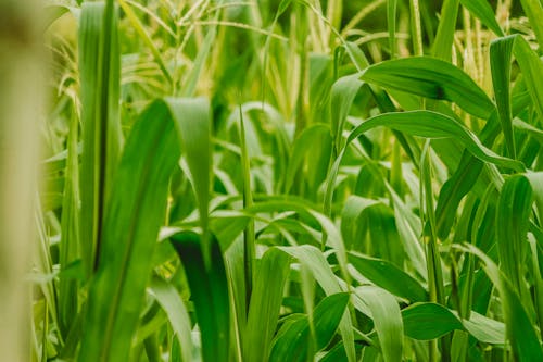 旁遮普, 白米, 稻田 的 免费素材图片
