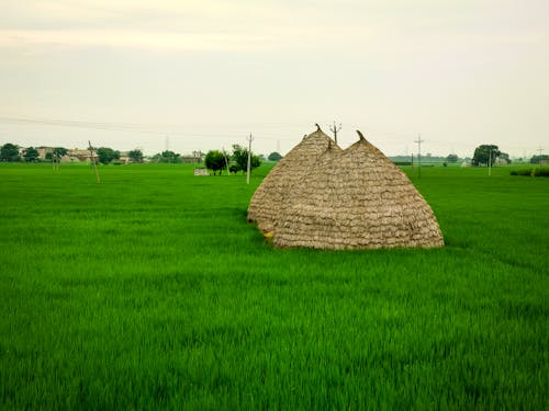 Foto profissional grátis de agrícola, agricultor, arroz