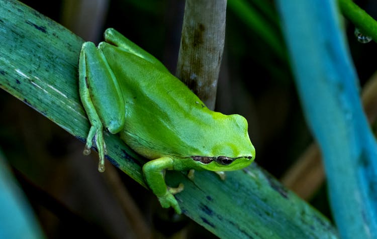 Green Frog On Plant