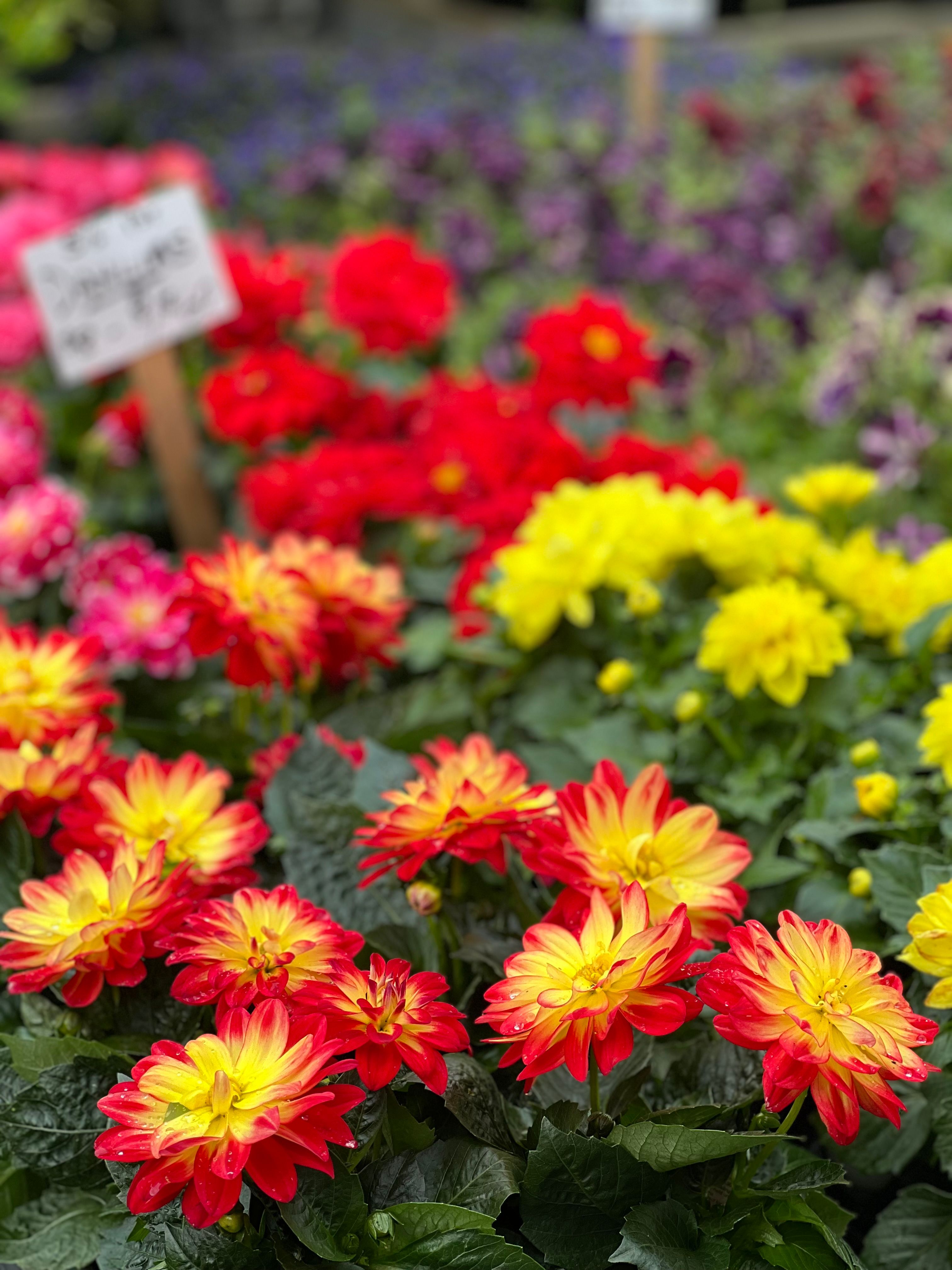 [ColoSach]-a-picturesque-display-of-vibrant-dahlia-flowers-in-a-thriving-garden-setting,-perfect-for-springtime-visuals.