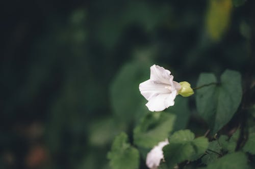 Безкоштовне стокове фото на тему «calystegia, дикі квіти»