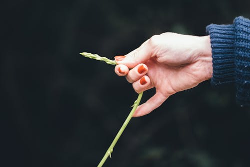 植物, 蘆筍, 選擇 的 免费素材图片