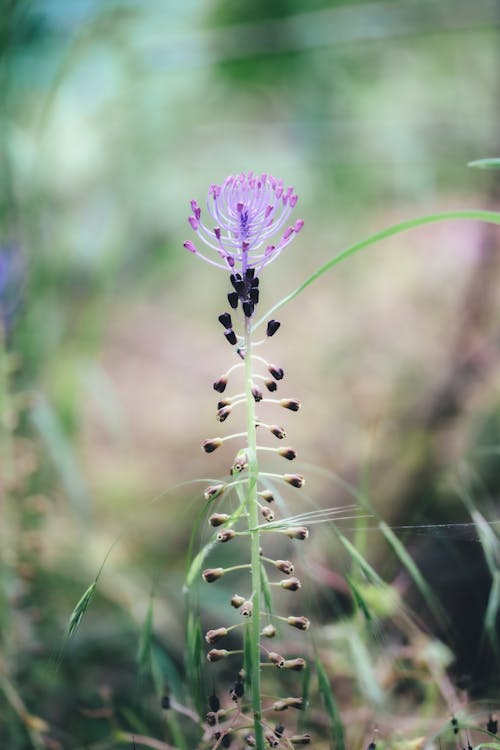 Darmowe zdjęcie z galerii z dziki, flora, kolor