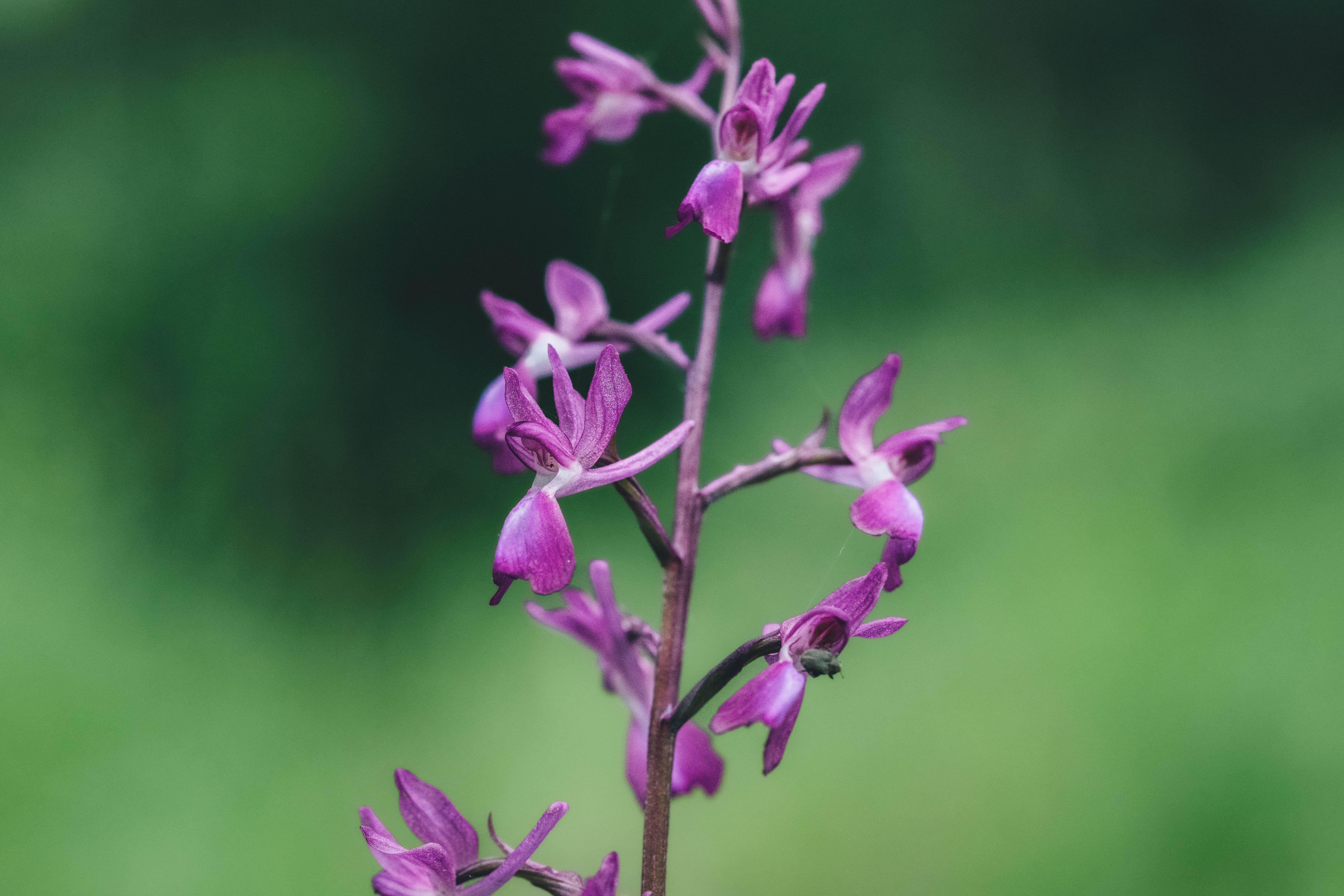 The Star Species: Albania's Most Spectacular Wildflowers