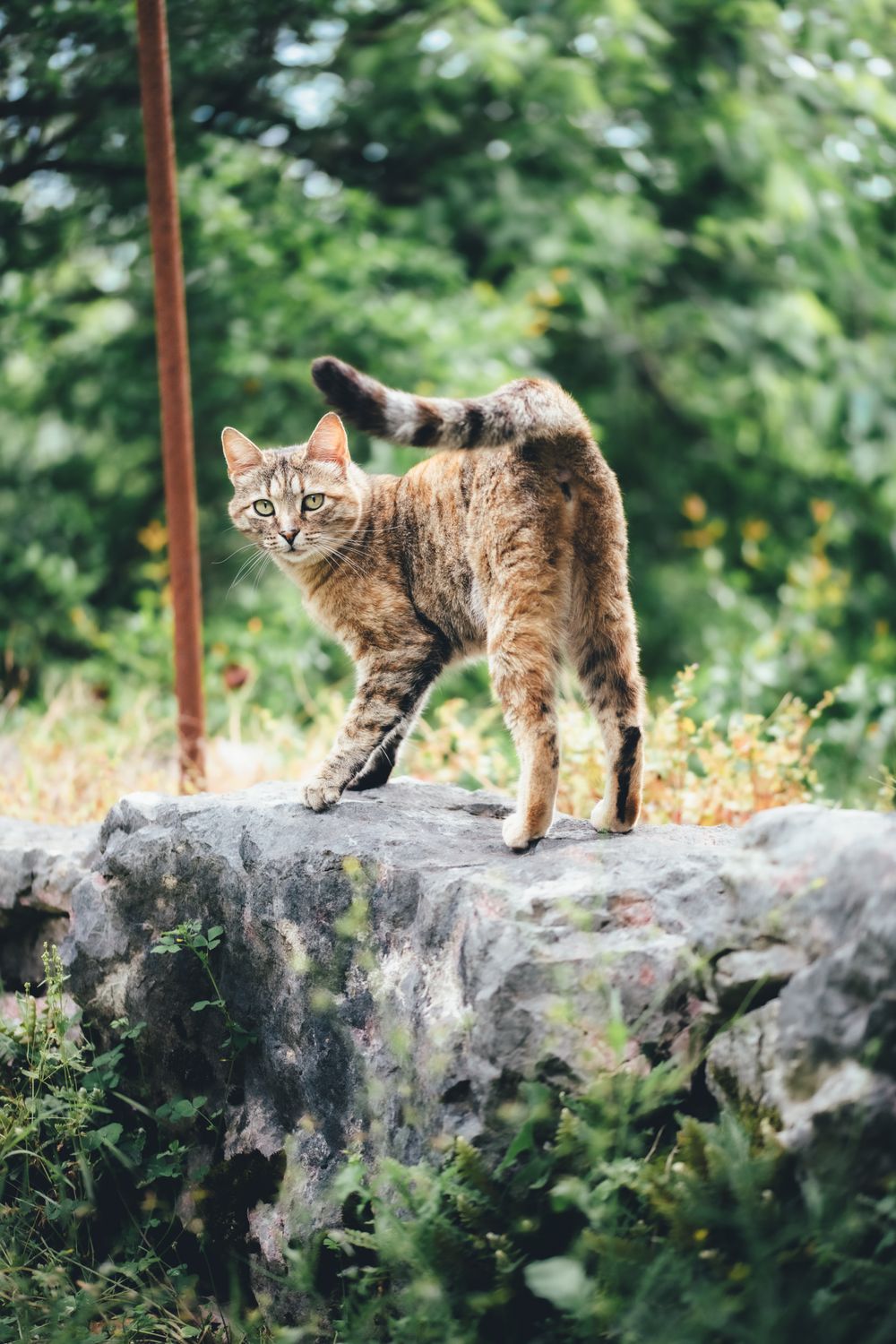 Cat on Rock in Forest · Free Stock Photo