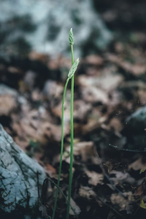 Darmowe zdjęcie z galerii z delikatny, flora, gleba