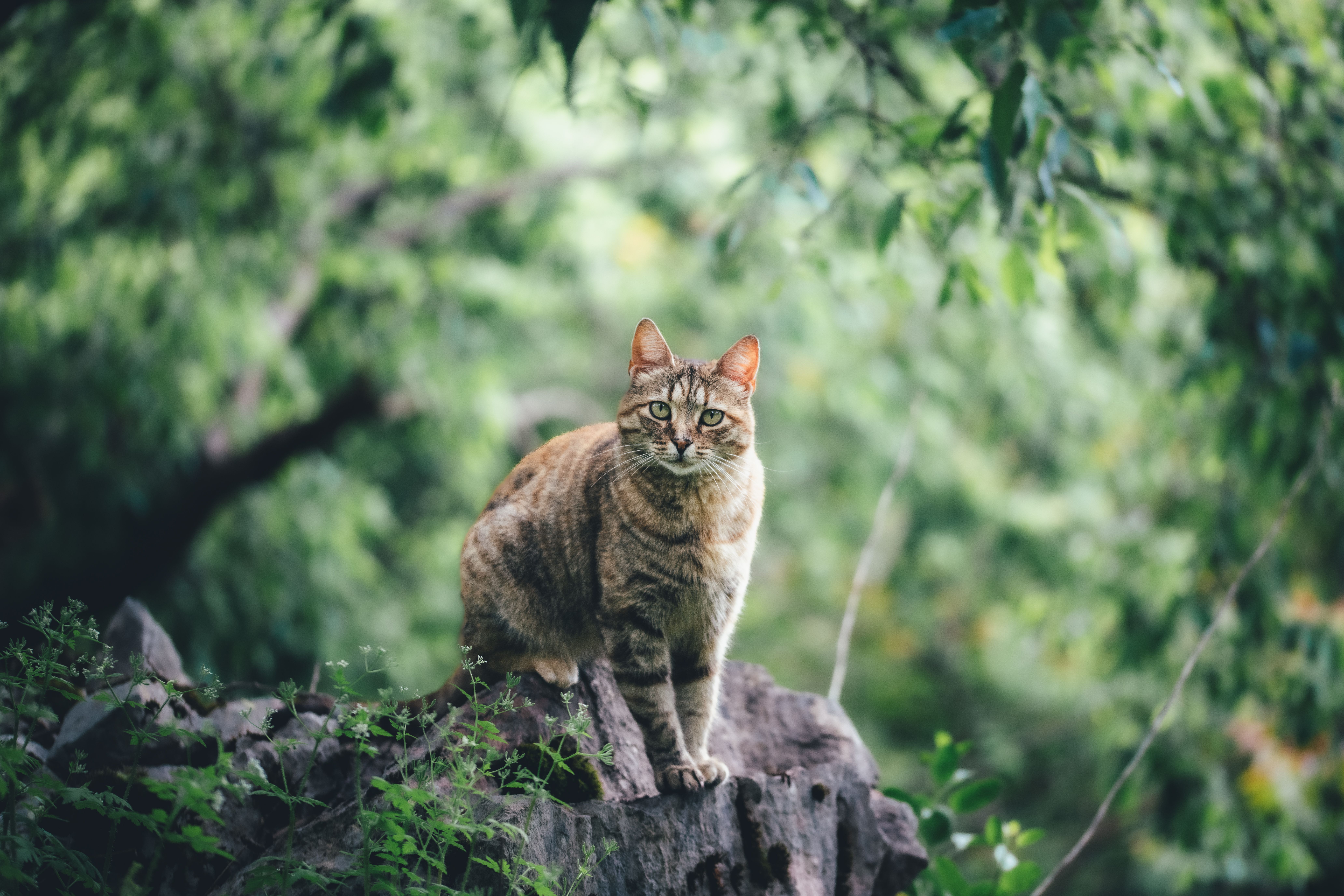 Leopardus tilcayo nedir, nerede bulunur ve nasıl tanımlanır?