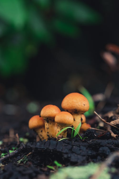 Mushroom closeup