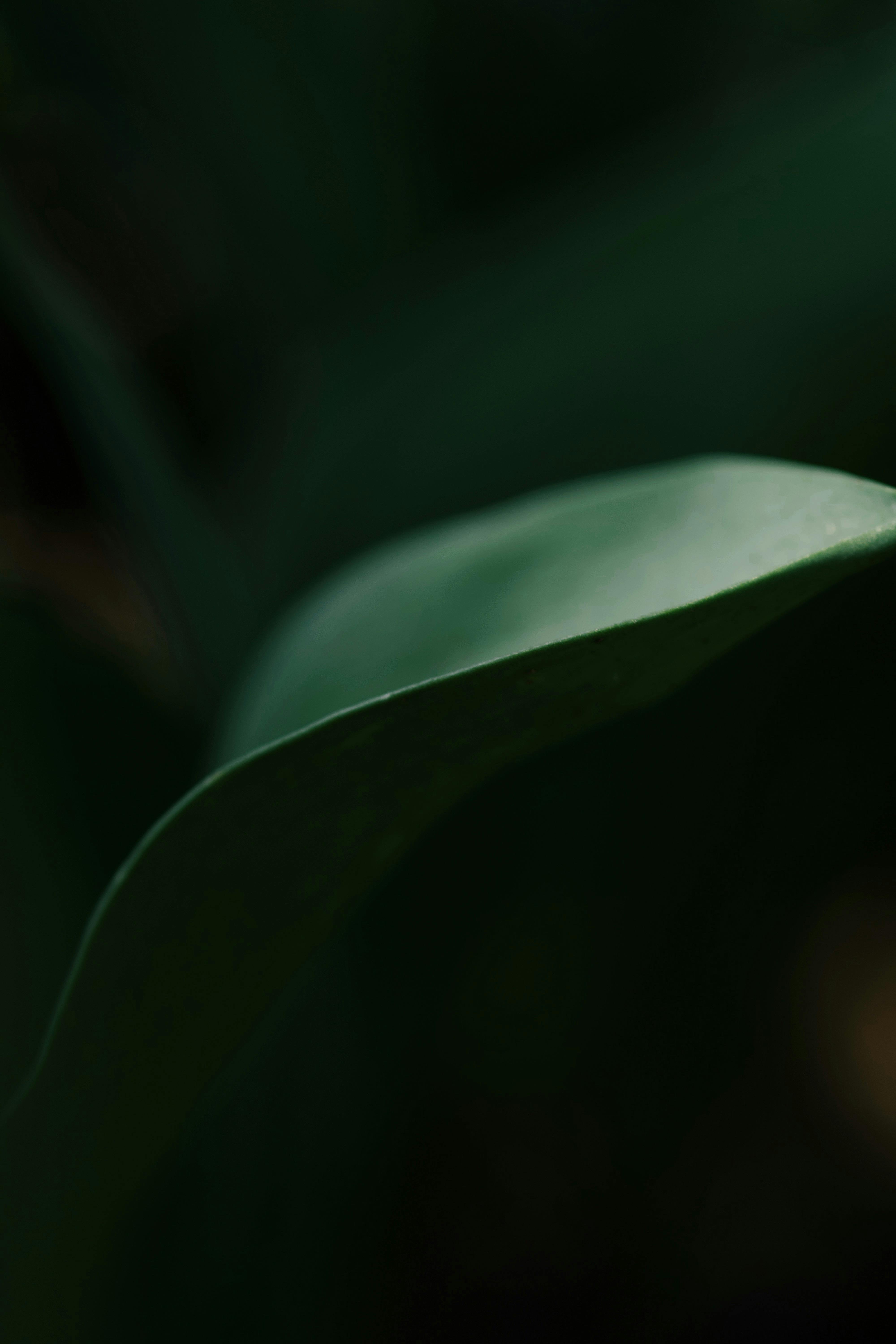 bezplatná Základová fotografie zdarma na téma @ venku, bujný, čepel Základová fotografie