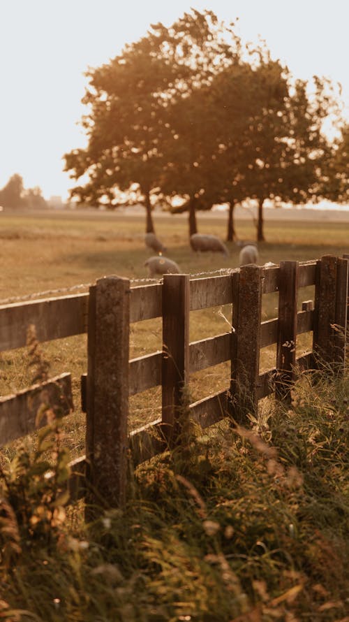 Wooden Fence on a Field in Sunlight 