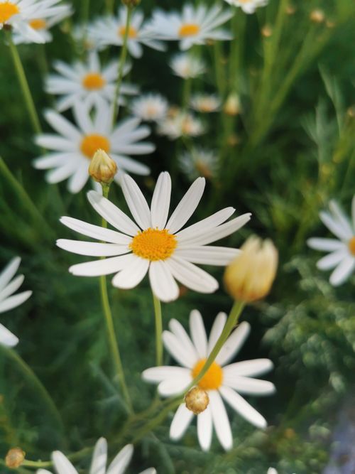 Free Close-up of fresh white chamomile flowers in a vibrant green meadow, enhanced by natural sunlight. Stock Photo